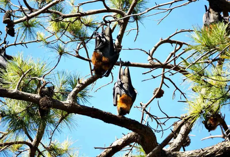 Bats hanging in trees along the Eastern Park circuit Geelong.