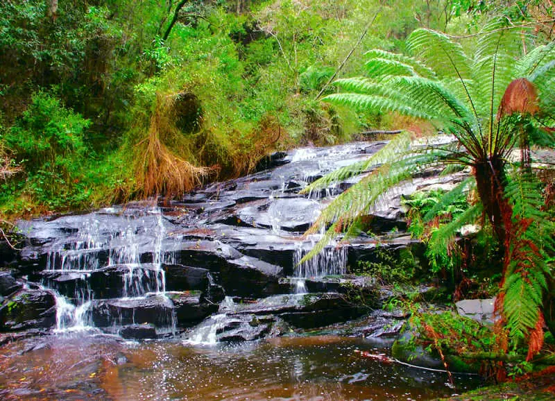 The small Cora Lynn Cascades surrounded by green ferns at Lorne Great Ocean Road.