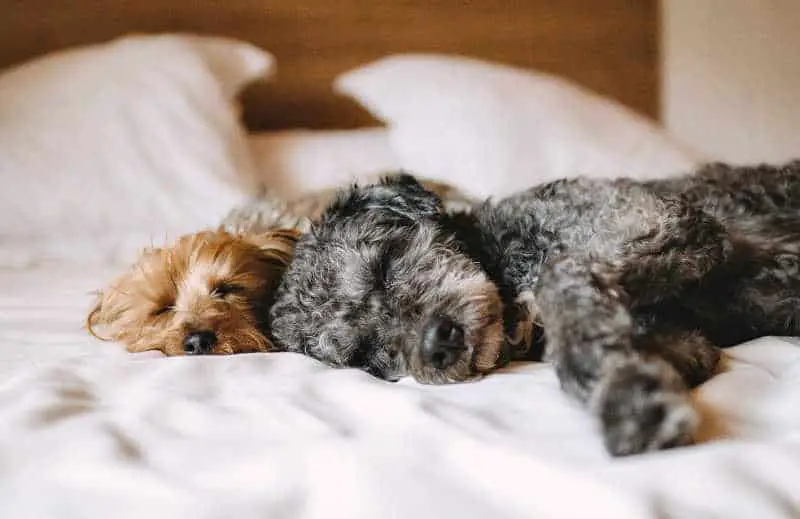 Sleeping dogs at Lorne pet friendly accommodation