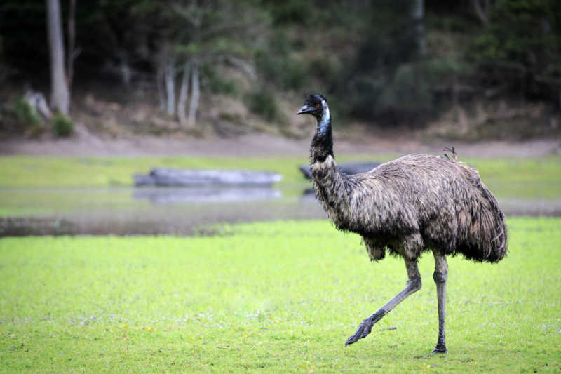 emu australia outlet geelong