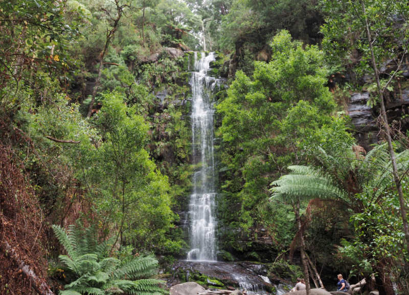 Image of Erskine Falls one of the most popular Lorne Waterfalls surrounded by trees and lush ferns.