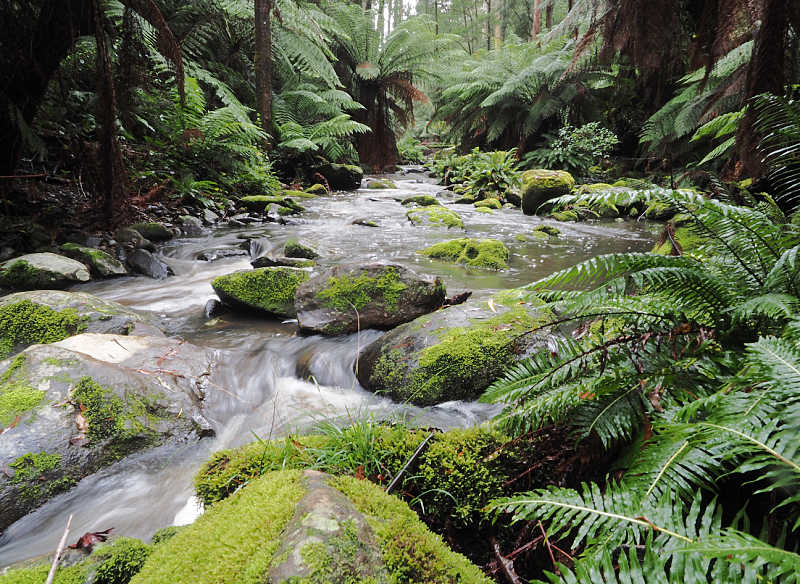 Erskine River after heavy rain with moss covered rocks and green ferns. 