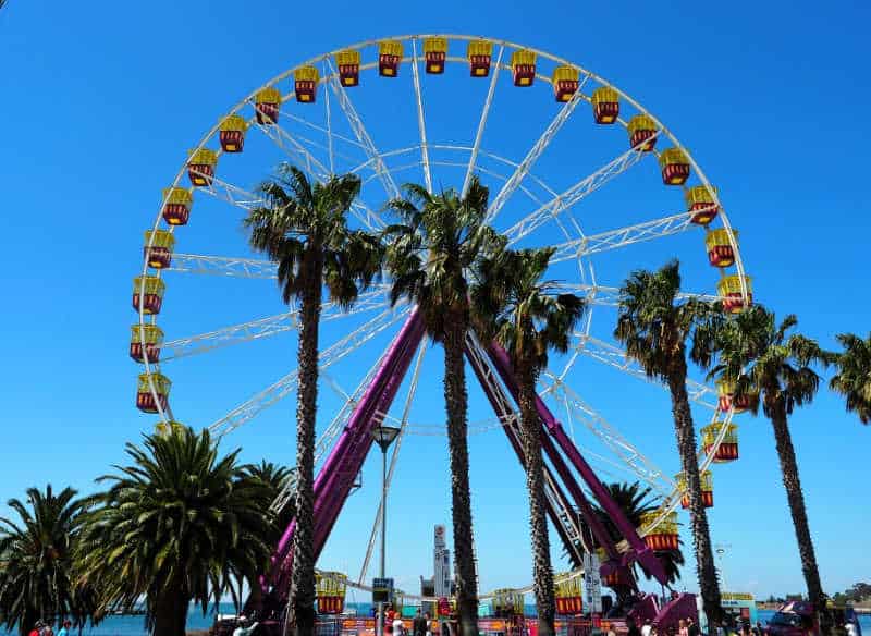 Photo of the Geelong ferris wheel with palm trees.