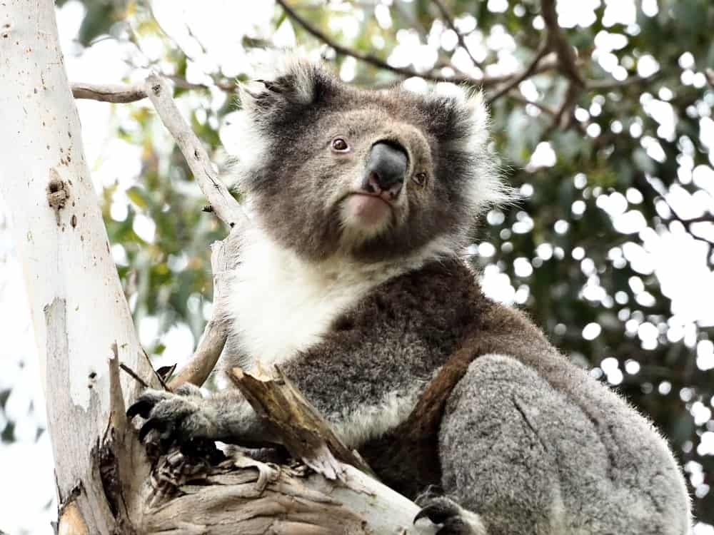 Jirrahlinga : Koala