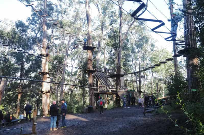 Image of Live Wire Park with trees and people watching children on the high ropes and flying fox.
