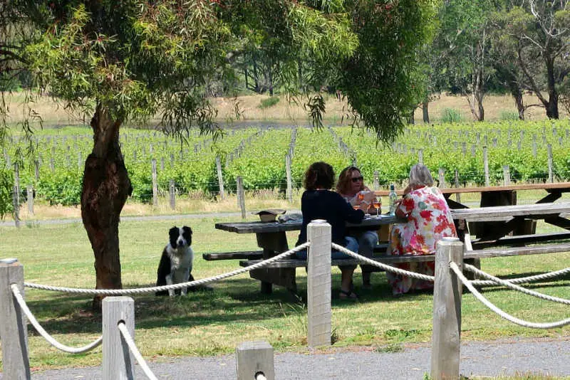 Women drinking wine with a pet dog under a tree at MacGlashans Bellarine Peninsula Winery with views of the vineyard.