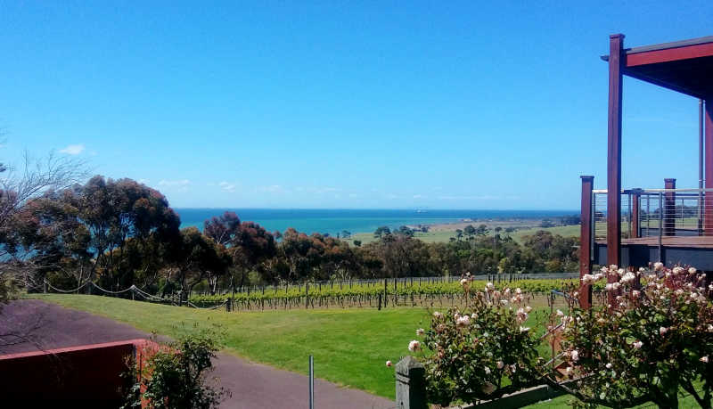 View of the Bellarine Peninsula with roses and vineyards, trees, blue sky and bay.