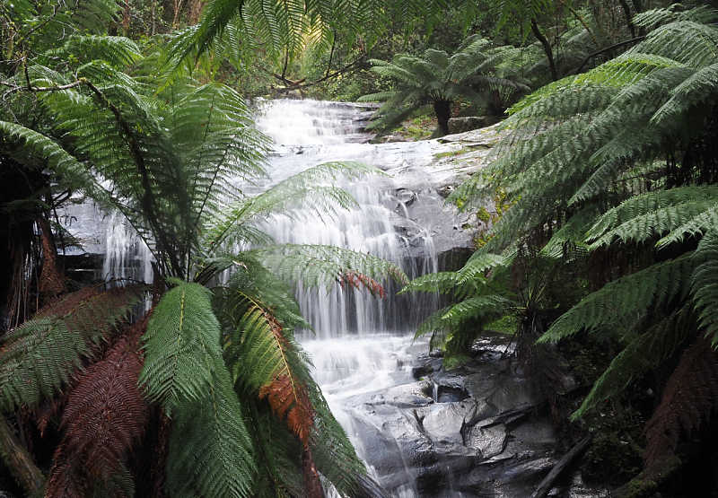 The Cora Lynn Cascades surrounded by green ferns at Lorne Great Ocean Road.