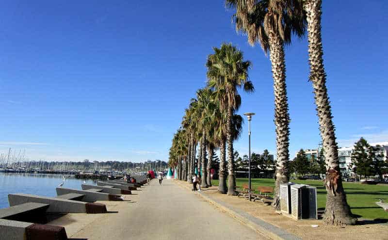Photo of Geelong Baywalk with palm trees.