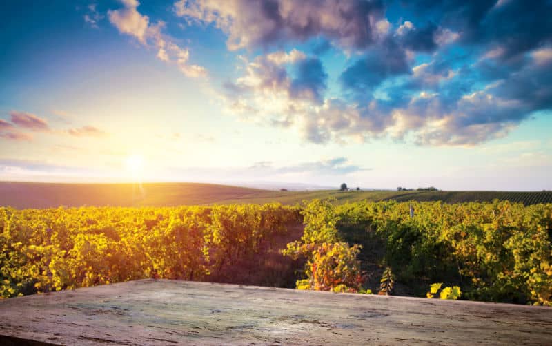 Vineyard grapes grown for the best wineries in Geelong with colourful blue sky in the evening.