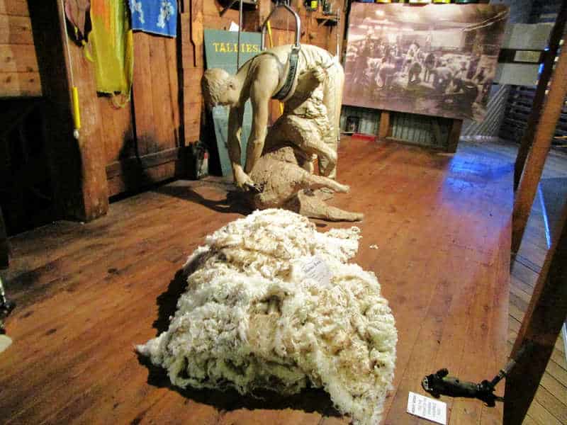 Geelong things to do - shearing display