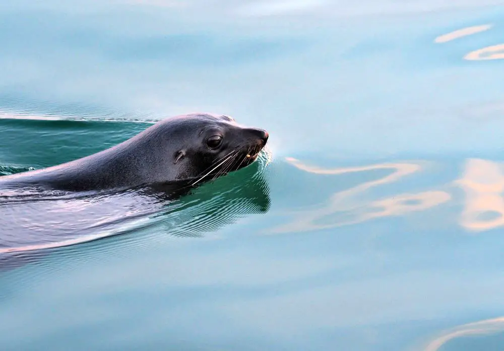 Photo of a seal swimming